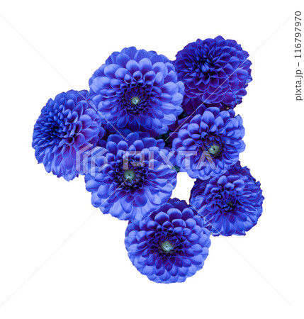 Dahlia flowers isolated on a white background. Blue bud. 116797970