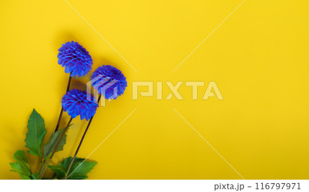 Three blue dahlia flowers on a yellow background. Three blue dahlia flowers on a yellow background. 116797971