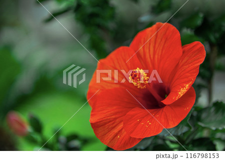 南国の花ハイビスカス サマーブリーズ 南国の花ハイビスカス サマーブリーズ 116798153