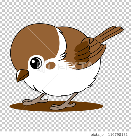 餌を探す可愛いスズメのベクターイラスト 116798181
