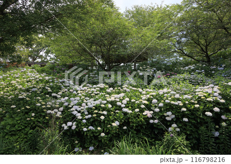 国営讃岐まんのう公園のアジサイ 116798216