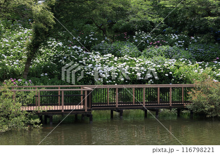 国営讃岐まんのう公園のアジサイ 116798221