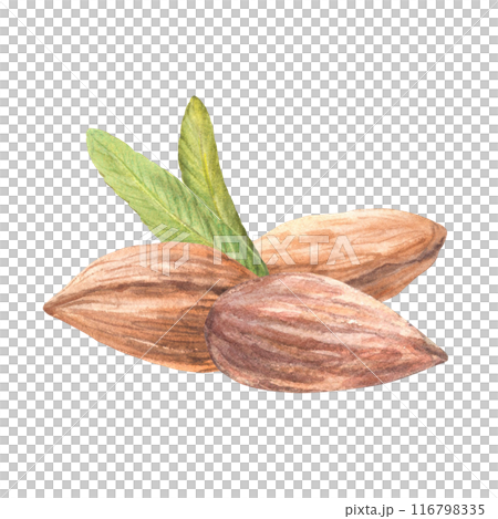 Realistic almond nuts with leaves. Handful of peeled kernel. Watercolor hand painted illustration. Healthy vegan stone fruit Food composition on isolated background Organic snack, product label design 116798335