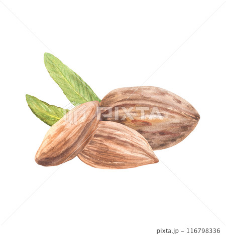 Heap of almond nuts with leaves. Pile of peeled kernel. Watercolor hand painted illustration. Healthy vegan stone fruit. Food composition on isolated background. Organic snack, cosmetic, product label Heap of almond nuts with leaves. Pile of peeled kernel. Watercolor hand painted illustration. Healthy vegan stone fruit. Food composition on isolated background. Organic snack, cosmetic, product label 116798336