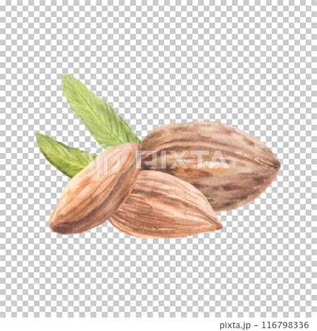 Heap of almond nuts with leaves. Pile of peeled kernel. Watercolor hand painted illustration. Healthy vegan stone fruit. Food composition on isolated background. Organic snack, cosmetic, product label Heap of almond nuts with leaves. Pile of peeled kernel. Watercolor hand painted illustration. Healthy vegan stone fruit. Food composition on isolated background. Organic snack, cosmetic, product label 116798336