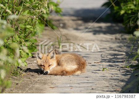 スヤスヤ眠るキタキツネの子供 116798387