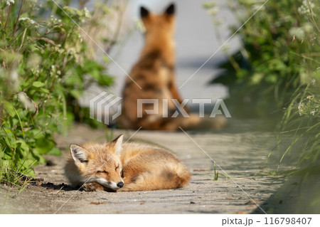 じゃれ合うキタキツネの兄弟 じゃれ合うキタキツネの兄弟 116798407