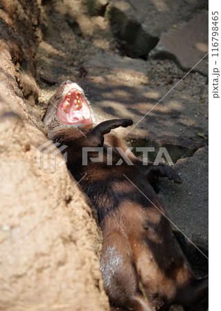 コツメカワウソ おおあくび コツメカワウソ おおあくび 116798465