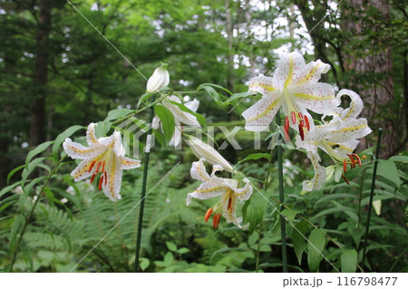 白い百合の花 116798477