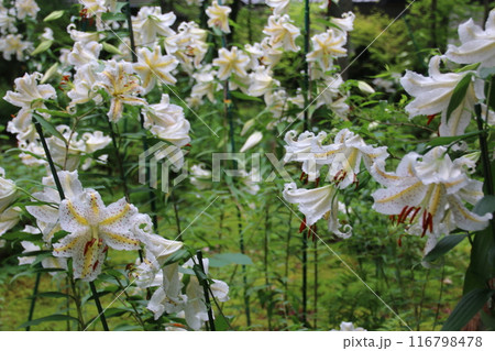 白い百合の花 116798478