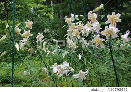 白い百合の花 116798481