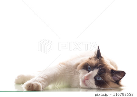 Beautiful young healthy Ragdoll cat on a white background. Beautiful young healthy Ragdoll cat on a white background. 116798558