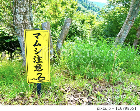 田舎ではマムシに注意して 田舎ではマムシに注意して 116798651