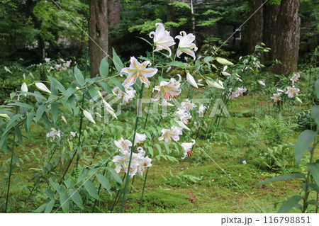 白い百合の花 116798851