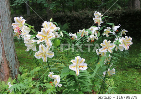 白い百合の花 116798879