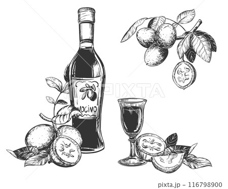 Nocino liqueur black and white linear sketch. Bottle, glasses and walnut branch, cut green nuts on a white background. Vector ink drawing in engraving style. Clipart for labels, menus, packaging. Nocino liqueur black and white linear sketch. Bottle, glasses and walnut branch, cut green nuts on a white background. Vector ink drawing in engraving style. Clipart for labels, menus, packaging. 116798900