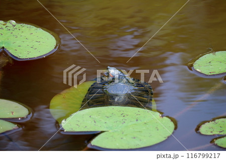 アカミミガメ　スイレンの葉っぱで一休み　（高知県　四万十市　トンボ自然公園） 116799217