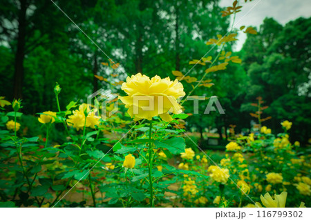 神奈川県相模原市橋本公園に咲く紫陽花 116799302