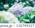 紫陽花 116799327