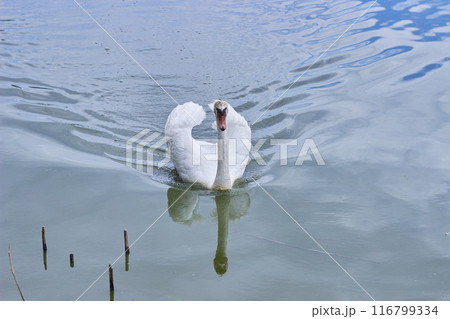 A magnificent swan with raised wings floats on a calm water surface.. A magnificent swan with raised wings floats on a calm water surface.. 116799334