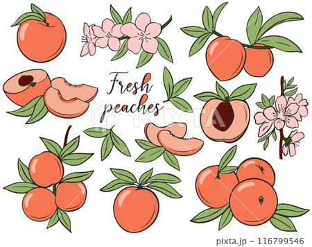 Collection of fresh peaches growing on branch with green leaves and flowers 116799546