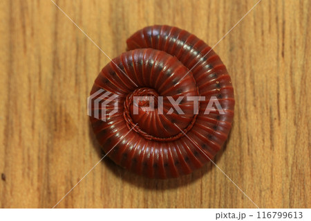 Millipede on a wooden background, closeup of photo. 116799613