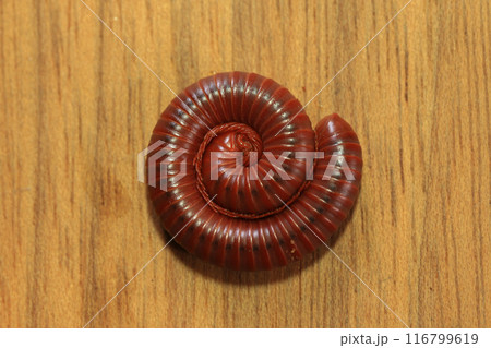 Millipede on a wooden background, closeup of photo. 116799619