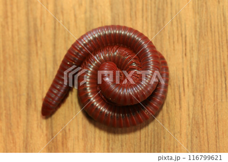 Millipede on a wooden background, closeup of photo. Millipede on a wooden background, closeup of photo. 116799621