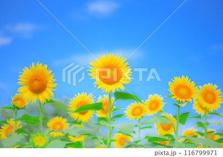 爽やかな夏の風景:向日葵と青空 夏イメージ 爽やかな夏の風景:向日葵と青空 夏イメージ 116799971