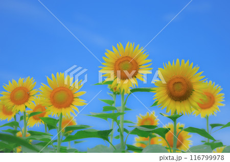 爽やかな夏の風景:向日葵と青空 夏イメージ 爽やかな夏の風景:向日葵と青空 夏イメージ 116799978