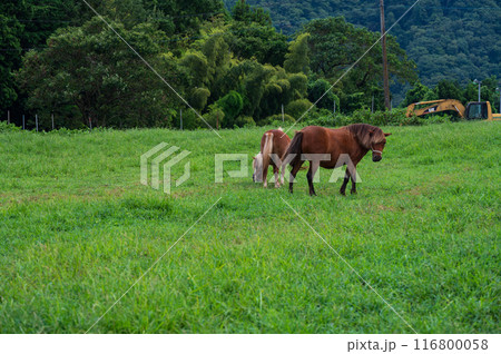 服部牧場　馬の放牧　ポニー　仔馬 116800058