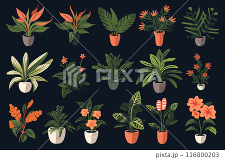 A set of different indoor plants. Flower pots in pots. 116800203
