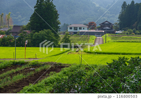 田園風景 日本の原風景 田舎 田園風景 日本の原風景 田舎 116800503