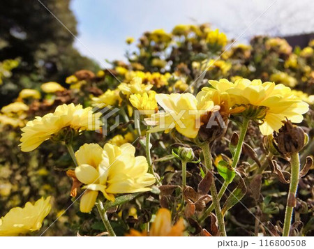 クリサンセマムの黄色い花 クリサンセマムの黄色い花 116800508