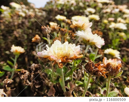 クリサンセマムの白い花 クリサンセマムの白い花 116800509