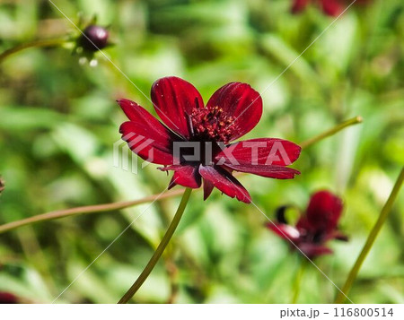 チョコレートコスモスの赤茶色の花 チョコレートコスモスの赤茶色の花 116800514