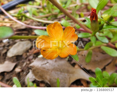 スベリヒユのオレンジ色の花 スベリヒユのオレンジ色の花 116800517