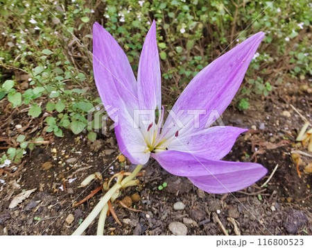 イヌサフランの薄紫色の花 イヌサフランの薄紫色の花 116800523