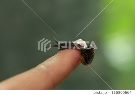 Snail crawling on human finger. Close up of snail in hand Snail crawling on human finger. Close up of snail in hand 116800664