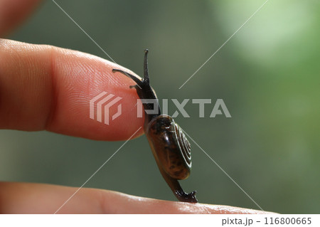 Snail crawling on human finger. Close up of snail in hand Snail crawling on human finger. Close up of snail in hand 116800665