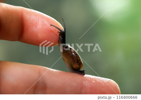 Snail crawling on human finger. Close up of snail in hand Snail crawling on human finger. Close up of snail in hand 116800666