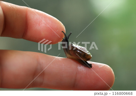 Snail crawling on human finger. Close up of snail in hand Snail crawling on human finger. Close up of snail in hand 116800668