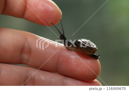 Snail crawling on human finger. Close up of snail in hand 116800670