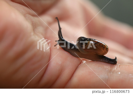 Snail crawling on human finger. Close up of snail in hand Snail crawling on human finger. Close up of snail in hand 116800673