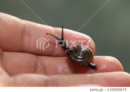 Snail crawling on human finger. Close up of snail in hand Snail crawling on human finger. Close up of snail in hand 116800674