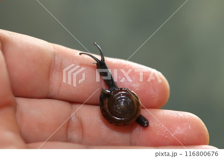 Snail crawling on human finger. Close up of snail in hand 116800676
