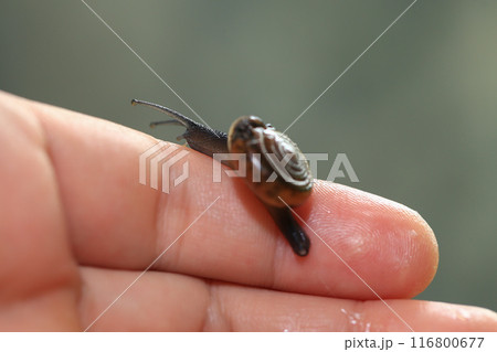 Snail crawling on human finger. Close up of snail in hand 116800677