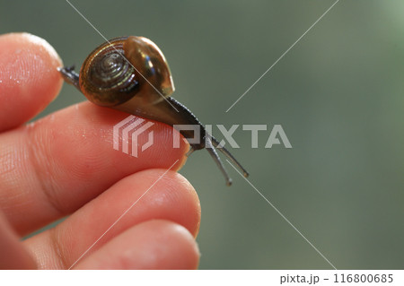 Snail crawling on human finger. Close up of snail in hand Snail crawling on human finger. Close up of snail in hand 116800685
