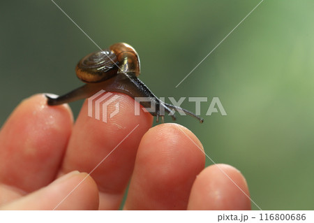 Snail crawling on human finger. Close up of snail in hand Snail crawling on human finger. Close up of snail in hand 116800686