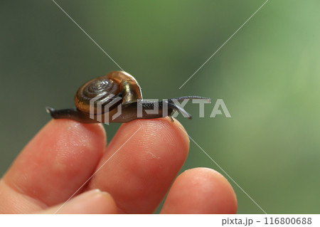 Snail crawling on human finger. Close up of snail in hand Snail crawling on human finger. Close up of snail in hand 116800688